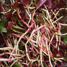 �����~�ȲݷN����Ұ���������N���������۶����N���Ĵ�ʳ���~�ǲ�