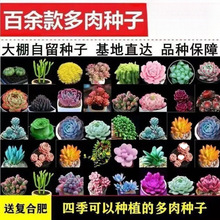 ����N���ļ��Nϡ�зN���̨��������[��ֲ�ﻨ�܏S�ҿɰ��]��