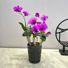 5苗带花 红泼墨石斛 室内盆栽花卉绿植石斛兰水培水养懒人