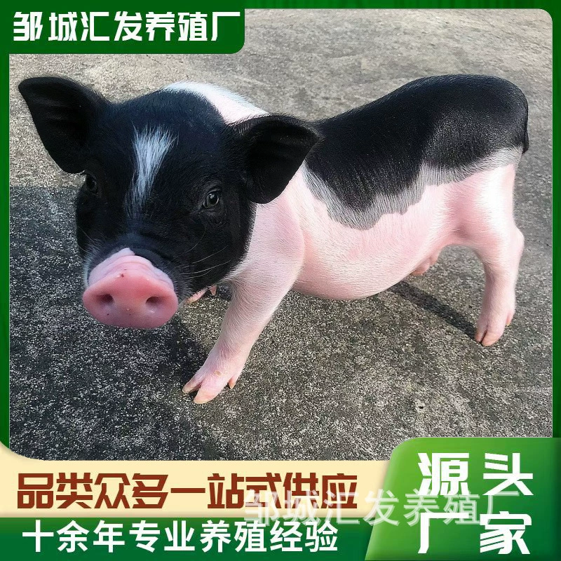 Милая интернет-знаменитая маленькая ароматная свинка Бама, живое шоу, милая, живая, ароматная свинка продается.