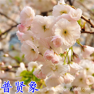 ���t��Ⱦ����Ұ�����ձ����ϱ���ͥԺ�������Ի���@��ֲ��G����