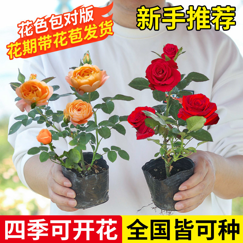 Rose Seedlings, Rose Seedlings, Blooming in All Seasons, Potted Florals, Climbing Green Plants, Large Vines, Rose Seedlings