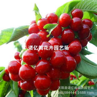 ���������Ʒ�N᷼t���Ҙ��� �޽�᷼t������5�³������Ϯ���Y��