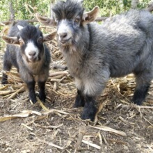 宠物羊价格青山羊活体小羊羊养殖场出售侏儒羊多少钱一只特种迷你