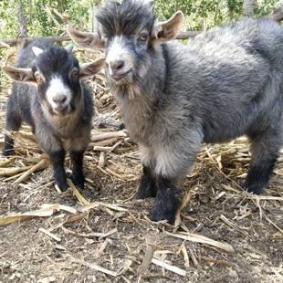 ������r����ɽ����wС�����Bֳ������٪��������Xһֻ�طN����