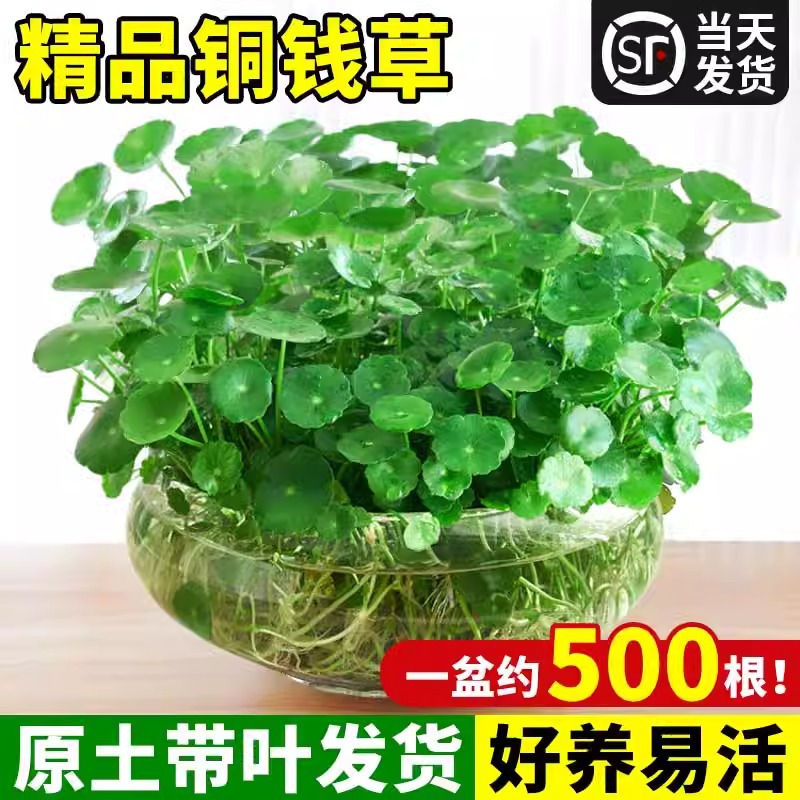 铜钱草水培植物室内客厅盆栽大叶金钱草植物四季好养鱼缸水草绿植