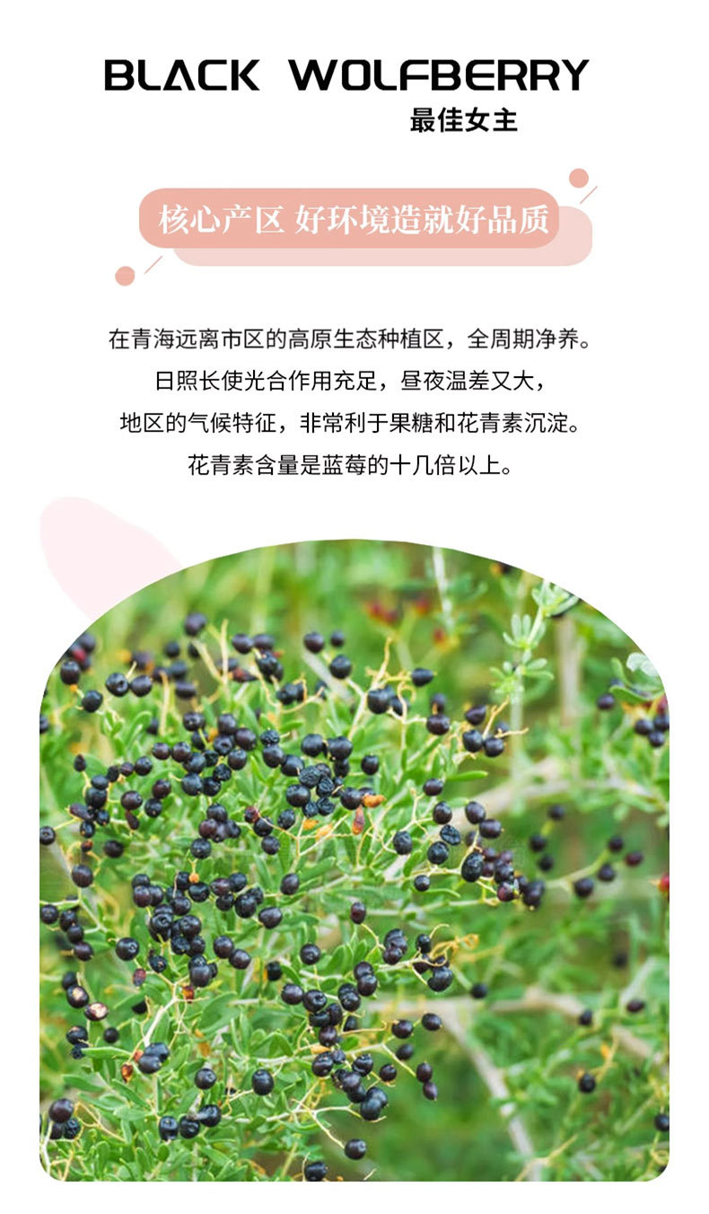 Black Goji Berries Hei Gou Qi Dried Herbal Tea Berries Qinghai Origin Medium Large Grade 500g key features