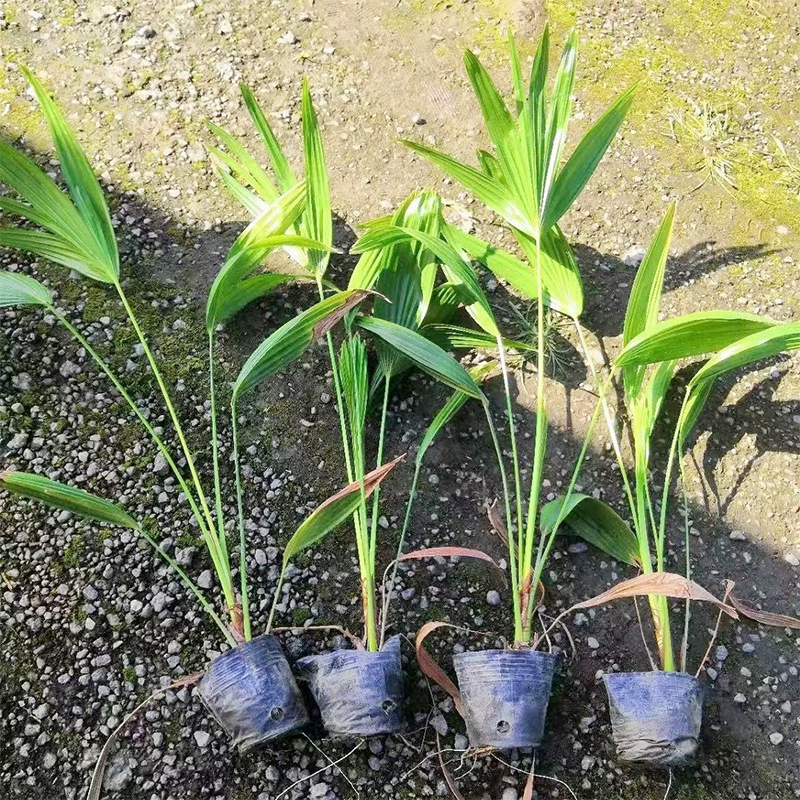 Маленькая чашка Пукуи Рассада Веер Лист Подсолнечника Подсолнечник Южный Китай Пукуй Ландшафтный дизайн Рассада Цветы и деревья Почвопокровные растения