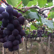 早熟葡萄品种 蜜光葡萄苗 果树苗南方北方种植 当年结果大苗