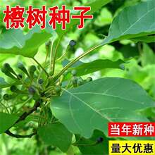 檫木种子檫树种子擦木种子桐梓树 黄揪树种子恒温冷藏 林木种子