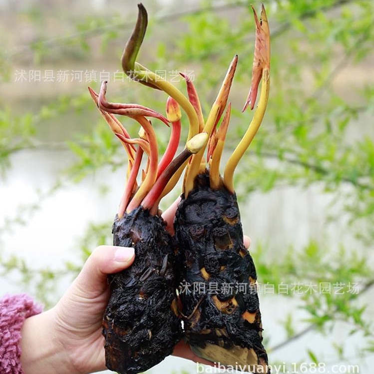 大睡莲根块池塘睡莲花水培植物四季莲花盆栽水养花卉荷花睡莲根茎