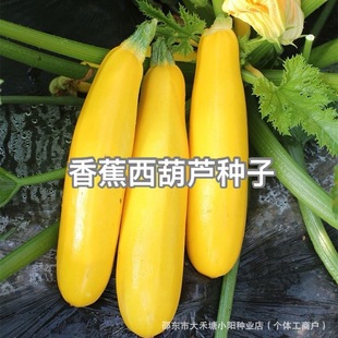 �㽶�����J�N��ˮ�����㽶���Sɫ���ԷN����ɫ���＾�r���߲˷N��