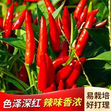 【超辣】高产朝天椒早熟辣椒种子阳台盆栽四季播种指天椒树椒种子