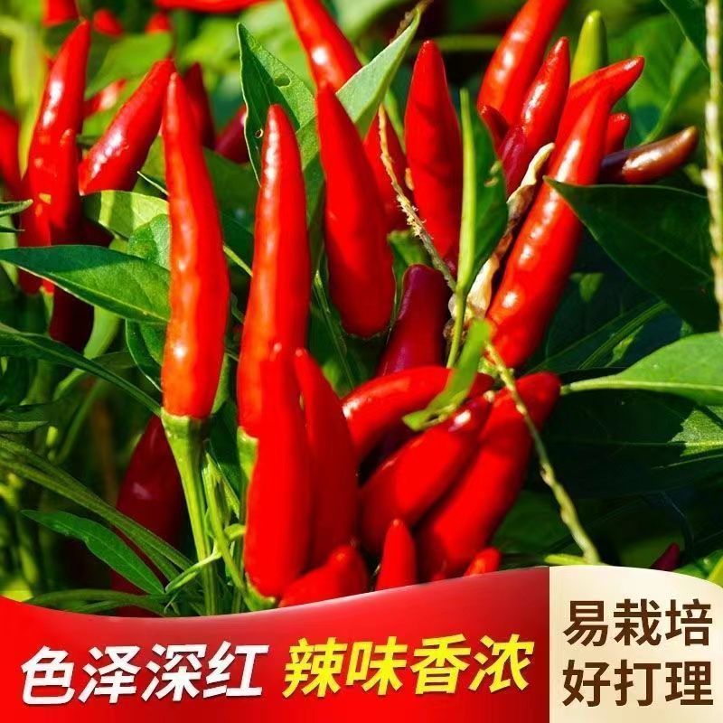 【超辣】高产朝天椒早熟辣椒种子阳台盆栽四季播种指天椒树椒种子