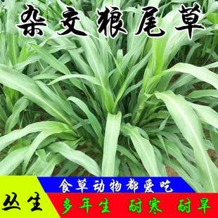 ���ݷN�Ӷ������s����β�ݸ߮a�ļ��߮aι����ţ���u���Z�~������