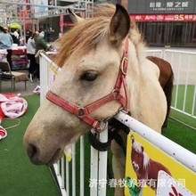 矮马活体景区骑乘大马野骑大马出售租赁 回收设特兰矮马德宝矮马