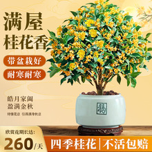 桂花树苗四季桂盆栽带花苞懒人好养开花卉植物浓香型室内阳台庭院