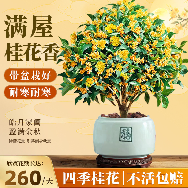 Osmanthus Saplings, Four-Season Osmanthus Potted Plants with Buds, Easy to Grow for Lazy People, Florals Plants, Strong Fragrance, Indoor Balcony Courtyard