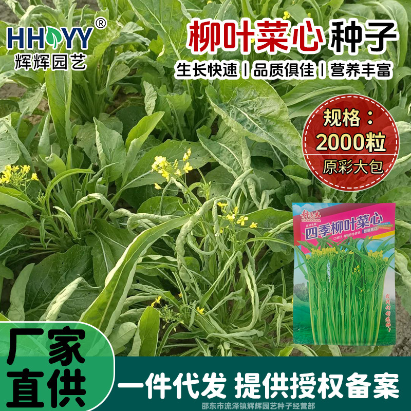Willow-Leaf Lettuce Seeds, Multi-Germination Willow-Leaf Sweet and Crispy Lettuce Seeds, Balcony Vegetable Seeds, Green Vegetable Seeds, Home Garden Seeds