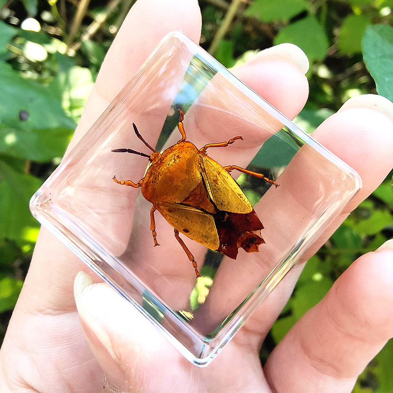 육군 녹색 진딧물