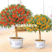 �ļ��𻨘�������ͥԺ��𵤹��_���辰����ֲ��������ԝ��㻨��