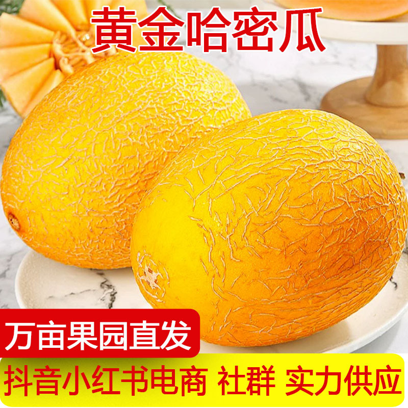 产地直发山东黄金哈密瓜现摘脆甜蜜瓜新鲜水果非网纹瓜一件代发