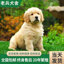 纯种金毛幼犬活体出售 赛级大骨架双血统大型犬宠物狗金毛导盲犬