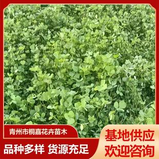 Base Supply Perennial Perennial Alfalfa Alfalfa Grass That Sprouts Quickly in All Seasons