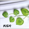 Watermelon leaf