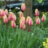 Spot imported tulip species single petal varieties 1 capsule 5 degrees of balls in indoor flower pots blooming and raising