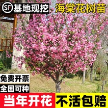 海棠树苗庭院大型西府海棠花树苗垂丝海棠北美海棠风景树绿化树苗
