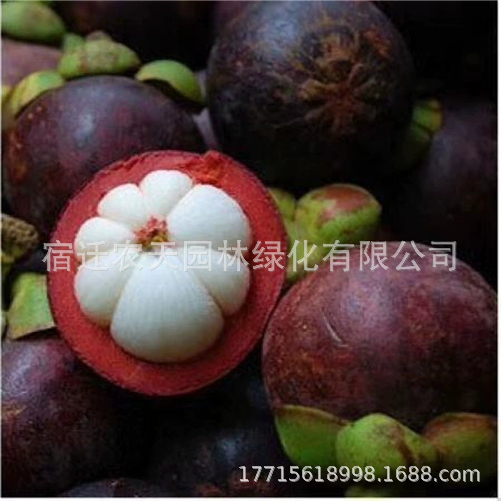 Саженцы мангостина Новые мангостиновые деревья с почвой и листьями можно сажать на севере и юге саженцев Мангостина