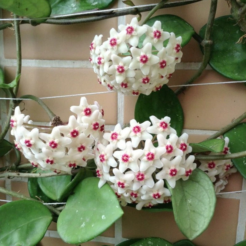 Растение фаленопсис в горшке с крупными рассадами, цветет в том же году, подходит для цветочных садов, балконов, комнатных вьющихся растений, растений, любящих тень, и подвесных орхидей в форме сердца.