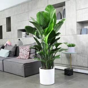 Bird of Paradise Green Plant Potted Living Room Real Flowers Easy to Grow Indoor Scandinavian Large Plant Strelitzia Reginae Office Plant