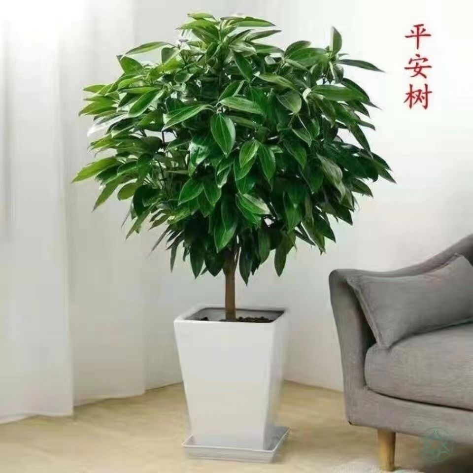 1- 1.2m [오픈 핫 아이템]