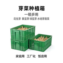 花生芽水培箱绿豆芽育苗盘芽苗菜种植盒子生黄豆芽罐机家用塑料盆