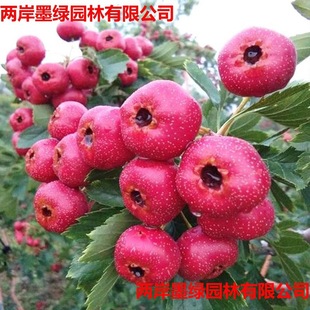 ɽ高����޽Ӵ������ɽ���ͥԺˮ��������ϱ����Nֲ���Ե���