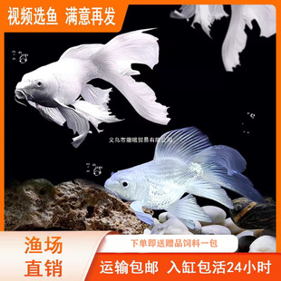 ̨���������~ِ����β���ζ�����������ˮ�tɫ�������F�����w