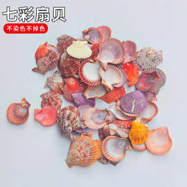 天然七彩贝扇贝壳幼儿园学校diy装饰摆件摄影家居水族鱼缸造景