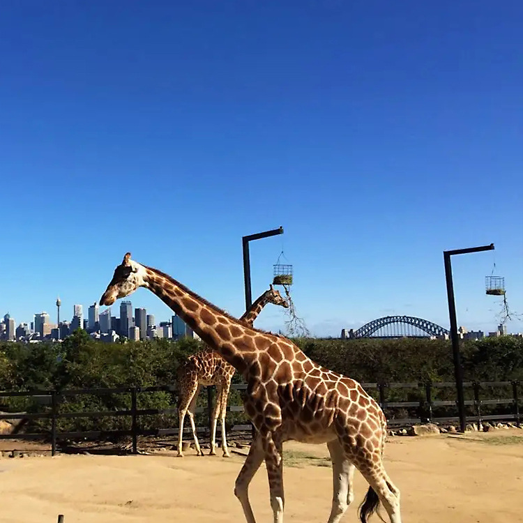 马场牛棚动物园防滑专用 耐磨耐用夹布防滑易清理橡胶板厂家直销
