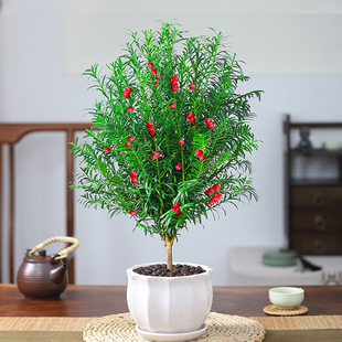 �t��ɼ���玧������l؛�҃���ֲ��ͥԺ�����������؁��t��ɼ����