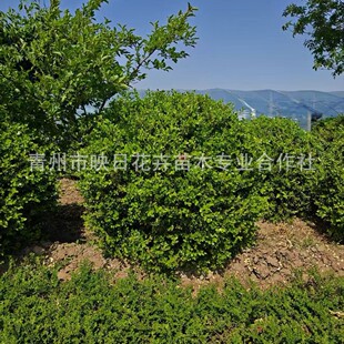 �����S����С�~�S����һ�װ���~�S��������һ�װ�������l�G��