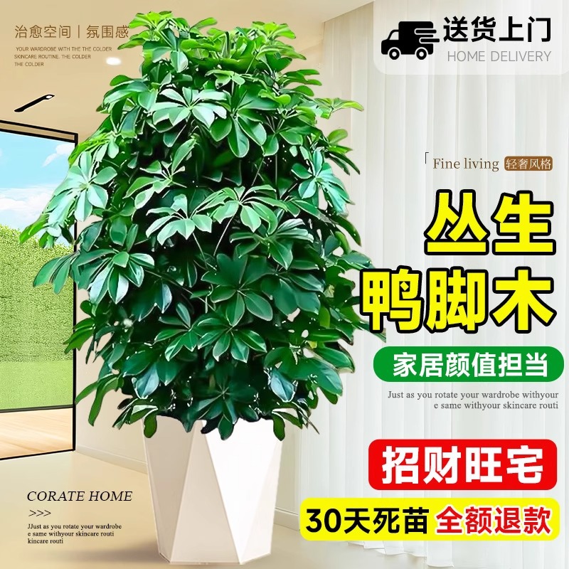 鸭脚木盆栽客厅大型绿植花卉室内八方来财鸭掌木七叶莲植物好养活