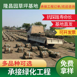 Belt Soil Real Grass Lawn Turf Carpet Garden Outdoor Greening Special Tiger Grass Chinese Brome Grass Wholesale