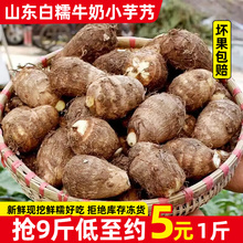 2023新鮮山東日照白糯牛奶小芋艿5-9斤毛芋頭香芋檳榔芋紅芽蔬菜
