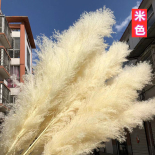 Big Reed Dried Flower Net Celebrity bouquet Real Flower Living Room Decoration Interior Floor Decoration Decoration Shopping Mall Landscape Big Sui Pu