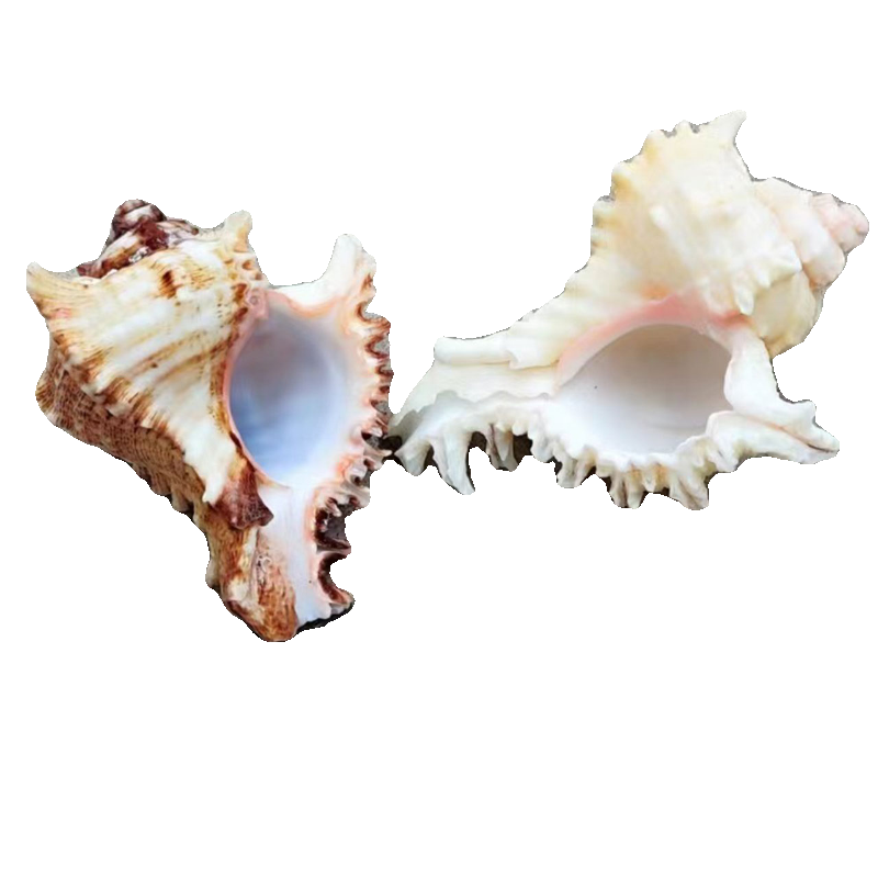 ♡Thousand-handed snail natural conch shell hermit crab replacement shell aquarium fish tank landscaping conch shell window display