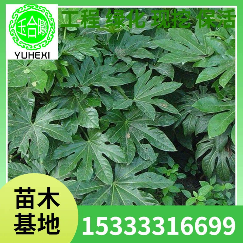 Восьмиугольные розетки золотого листа, инженерные зеленые розетки, лиственные растения, восьмиугольные розетки золотого листа можно посадить в горшки по выгодным ценам.