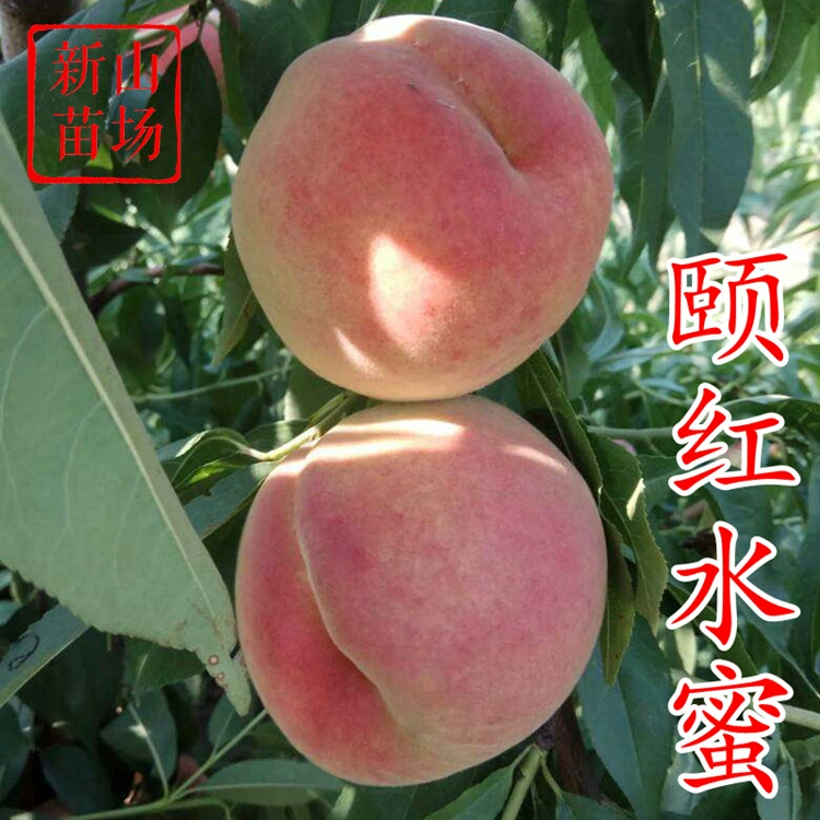 [Саженцы персика Yihong] В августе позднеспелые, без мешков, высокоурожайные и простые в уходе хрустящие солодкие саженцы персика-яблока.