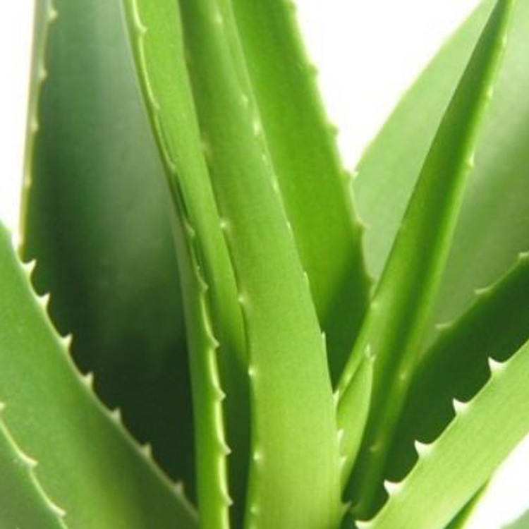 芦荟香精，姜花香精，鲜花香精，香皂香精